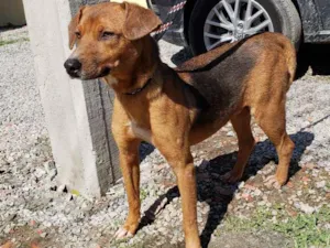 Cachorro raça SRD idade 1 ano nome BUS