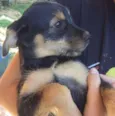 Preta Mie