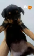 Preta Mie