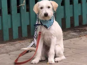 Cachorro raça Vira Lata idade 2 a 6 meses nome Crystal