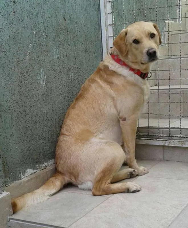Cachorro ra a SRD idade 2 anos nome Jack