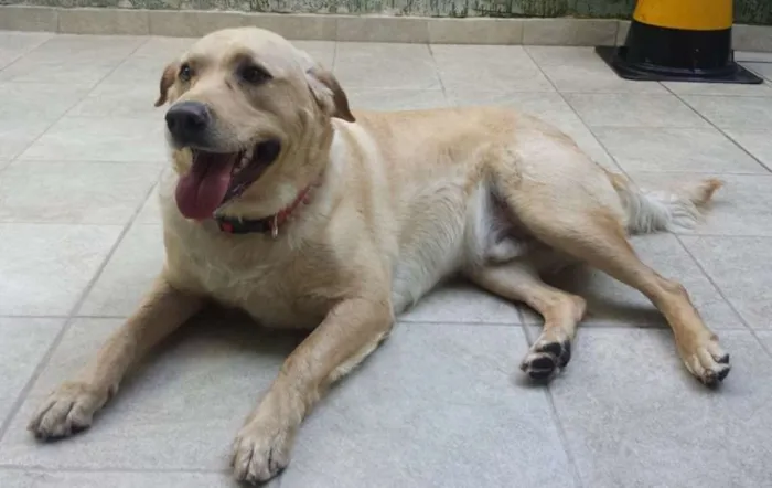 Cachorro ra a SRD idade 2 anos nome Jack