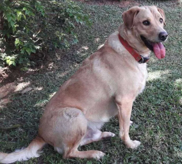 Cachorro ra a SRD idade 2 anos nome Jack