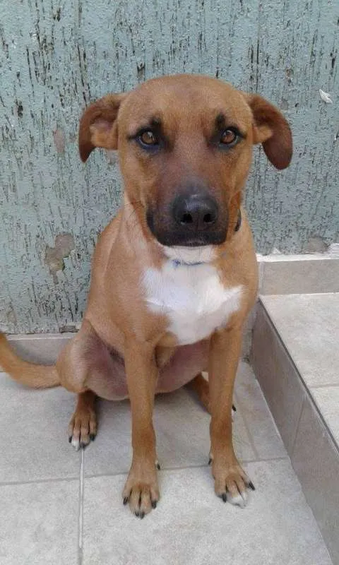 Cachorro ra a SRD idade 3 anos nome Fred