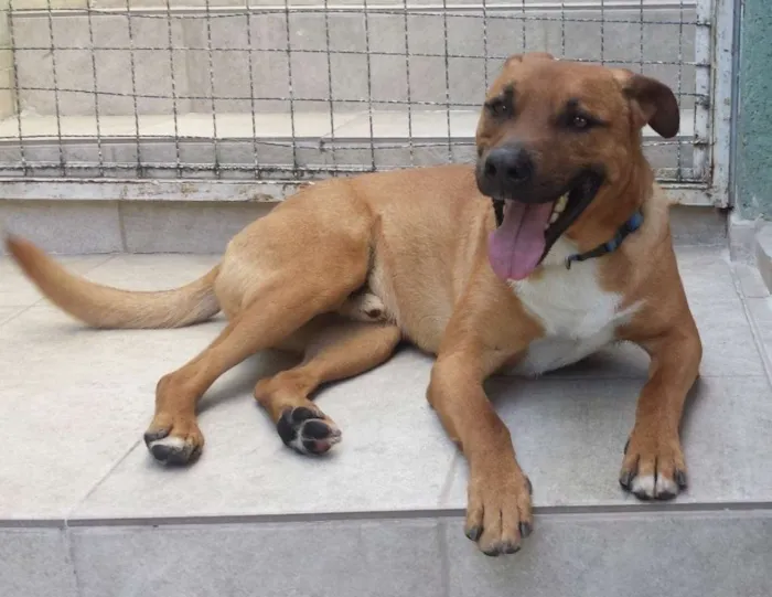 Cachorro ra a SRD idade 3 anos nome Fred