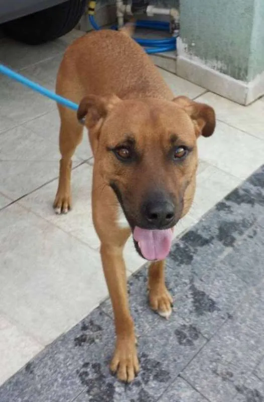 Cachorro ra a SRD idade 3 anos nome Fred