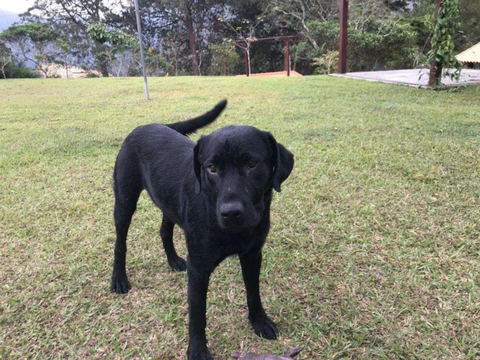 Cachorro raça Labrador idade 2 anos nome Sem nome