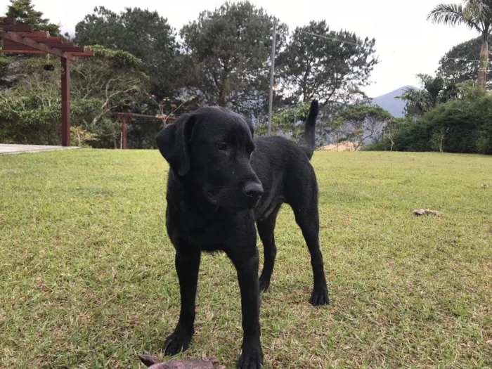 Cachorro raça Labrador idade 2 anos nome Sem nome