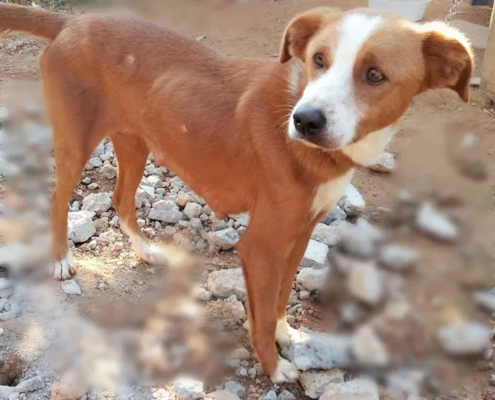 Cachorro raça  idade 2 a 6 meses nome teca/filhotes 