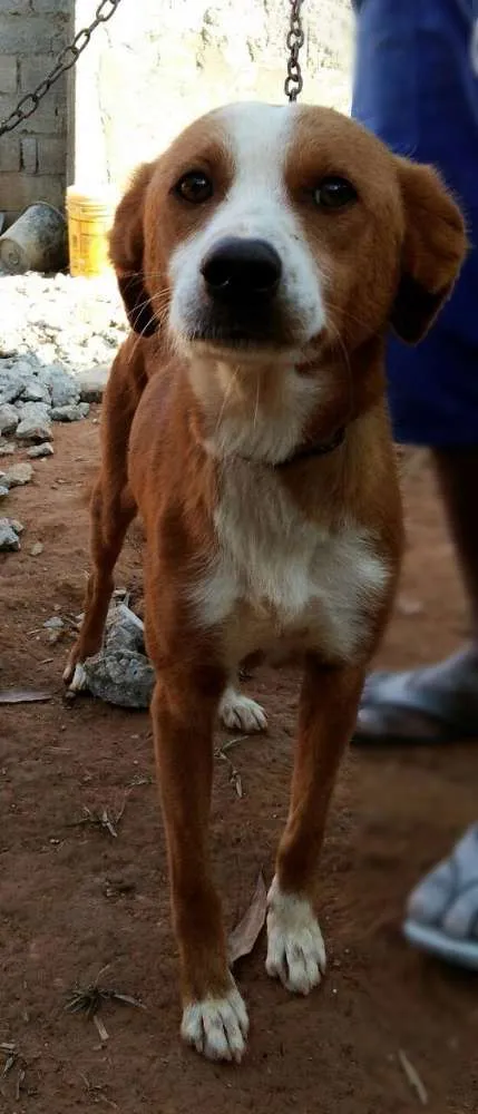 Cachorro raça  idade 2 a 6 meses nome teca/filhotes 