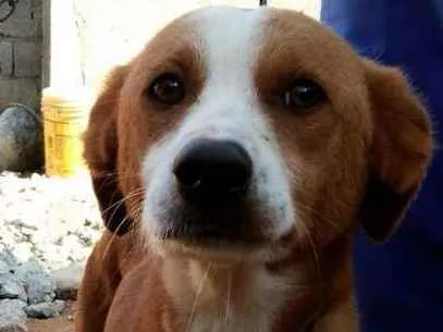 Cachorro raça  idade 2 a 6 meses nome teca/filhotes 