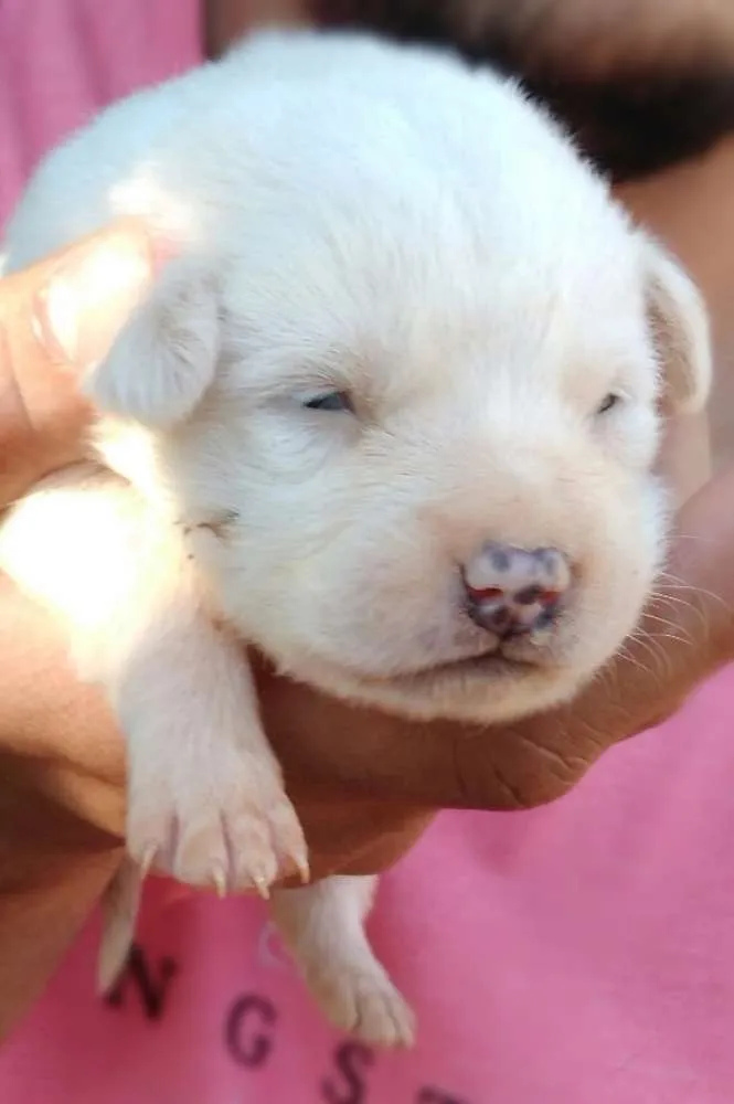 Cachorro raça  idade 2 a 6 meses nome teca/filhotes 