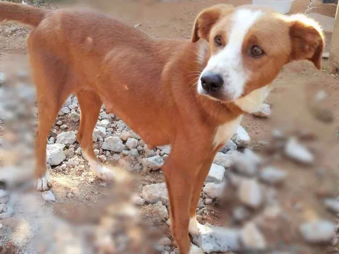 Cachorro raça  idade 2 a 6 meses nome teca/filhotes 