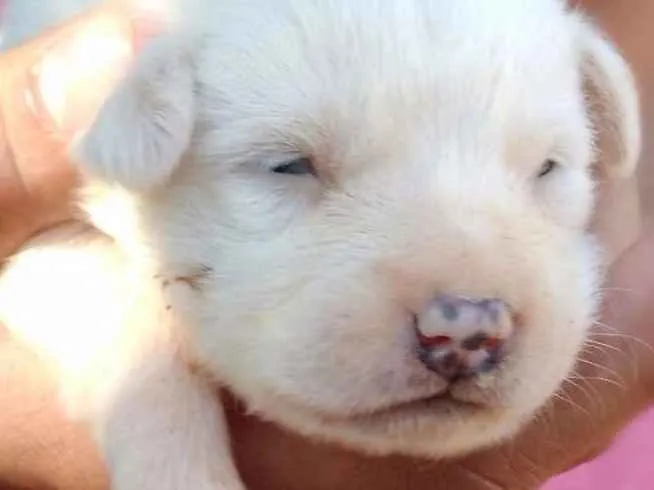 Cachorro raça  idade 2 a 6 meses nome teca/filhotes 