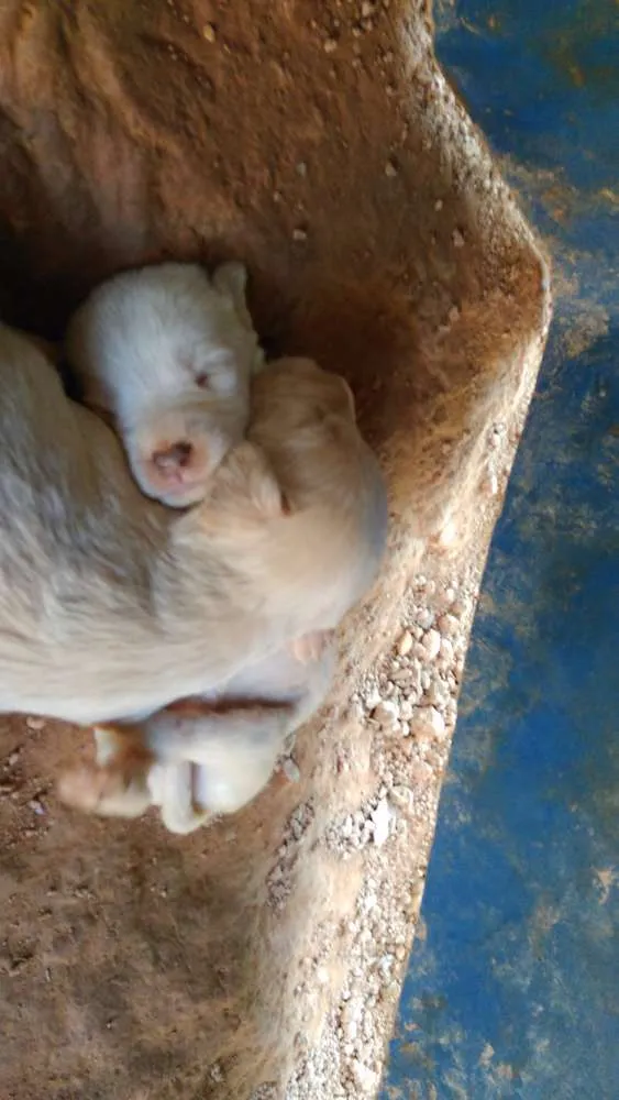 Cachorro raça  idade 2 a 6 meses nome teca/filhotes 