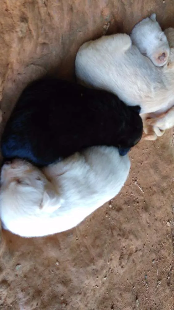Cachorro raça  idade 2 a 6 meses nome teca/filhotes 