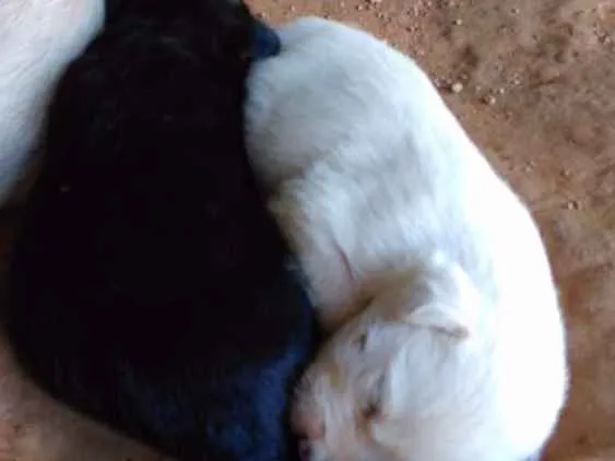 Cachorro raça  idade 2 a 6 meses nome teca/filhotes 