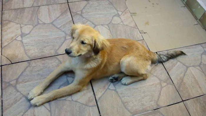 Cachorro ra a SRD idade 2 a 6 meses nome ?