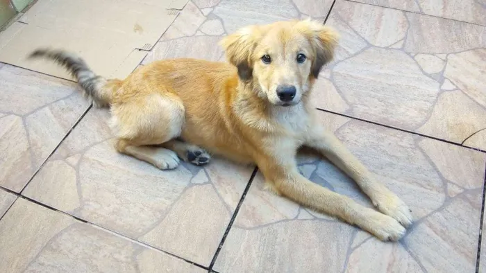 Cachorro ra a SRD idade 2 a 6 meses nome ?