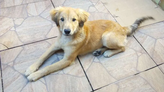 Cachorro ra a SRD idade 2 a 6 meses nome ?