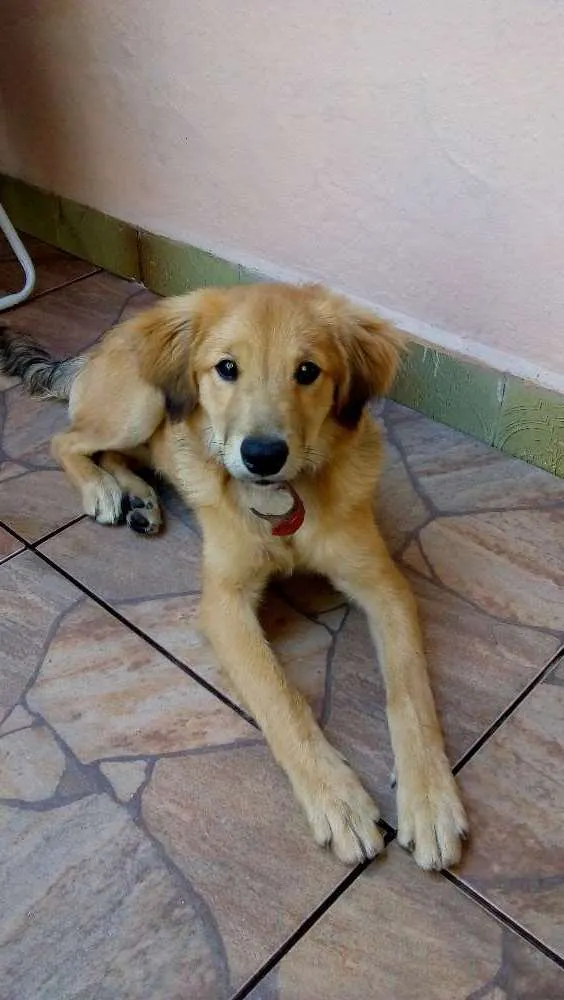 Cachorro ra a SRD idade 2 a 6 meses nome ?
