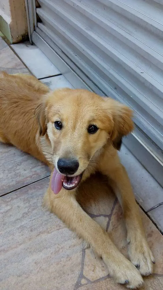 Cachorro ra a SRD idade 2 a 6 meses nome ?