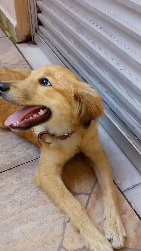 Cachorro ra a SRD idade 2 a 6 meses nome ?