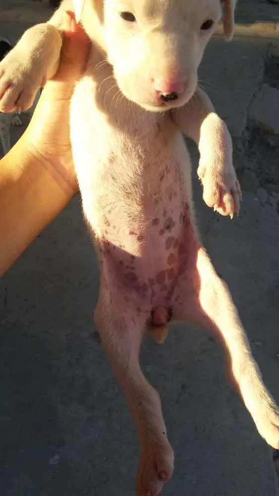 Cachorro ra a foxhound americano idade Abaixo de 2 meses nome Sem nome