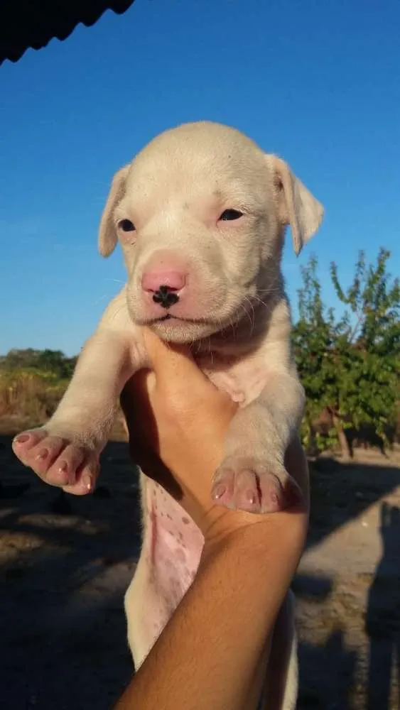 Cachorro ra a foxhound americano idade Abaixo de 2 meses nome Sem nome