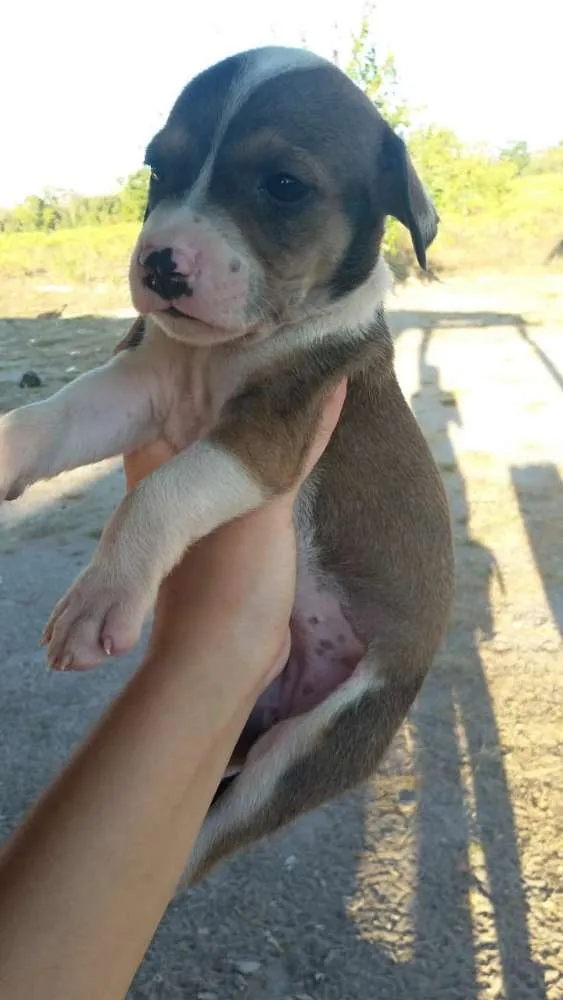 Cachorro ra a foxhound americano idade Abaixo de 2 meses nome Sem nome