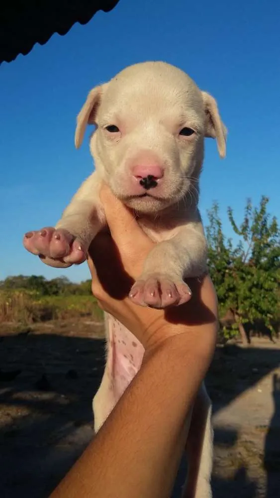Cachorro ra a foxhound americano idade Abaixo de 2 meses nome Sem nome