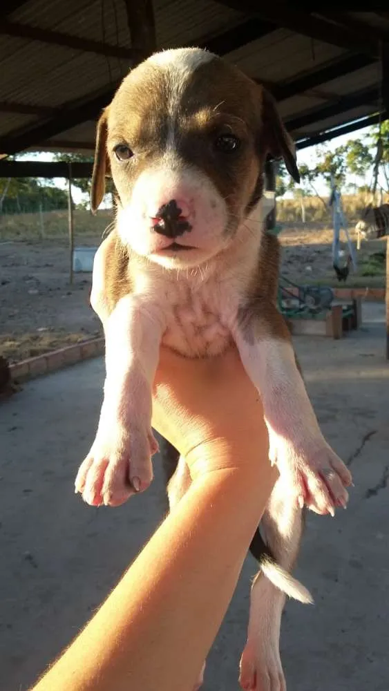 Cachorro ra a foxhound americano idade Abaixo de 2 meses nome Sem nome