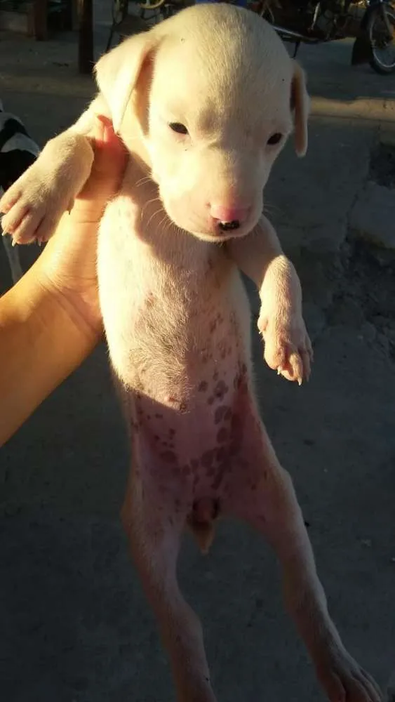 Cachorro ra a foxhound americano idade Abaixo de 2 meses nome Sem nome