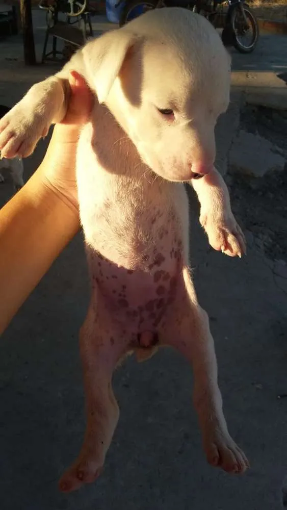 Cachorro ra a foxhound americano idade Abaixo de 2 meses nome Sem nome
