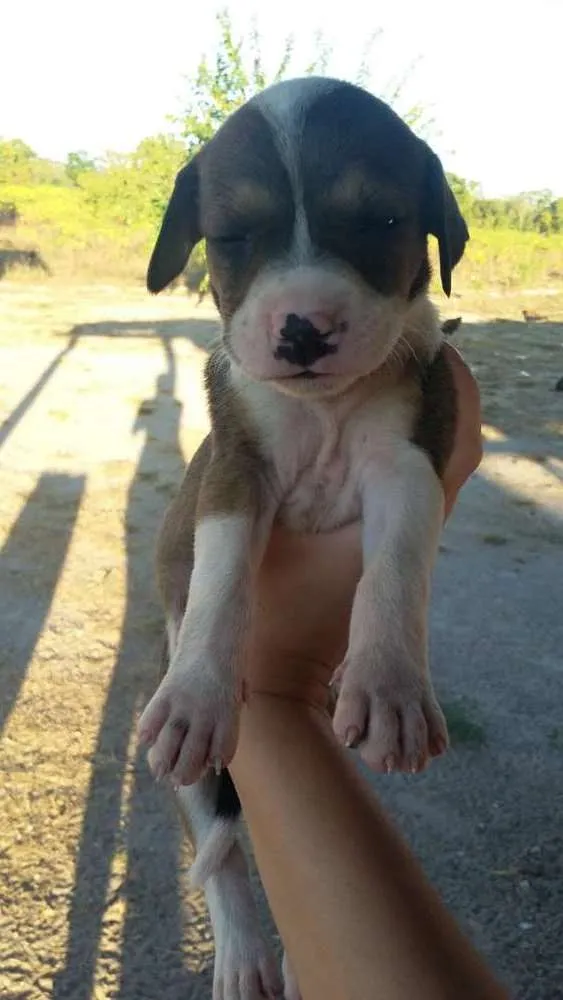 Cachorro ra a foxhound americano idade Abaixo de 2 meses nome Sem nome