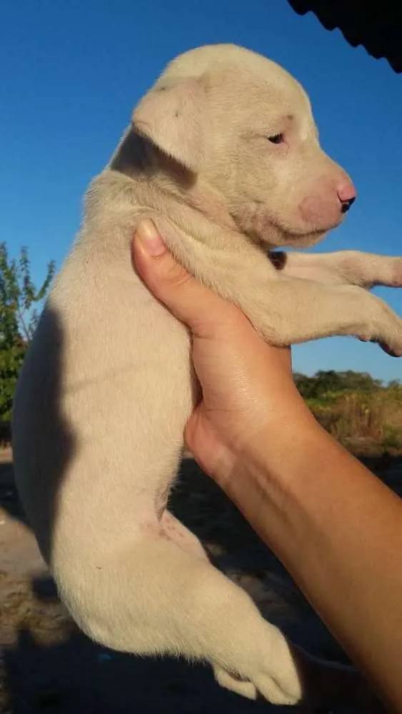 Cachorro ra a foxhound americano idade Abaixo de 2 meses nome Sem nome