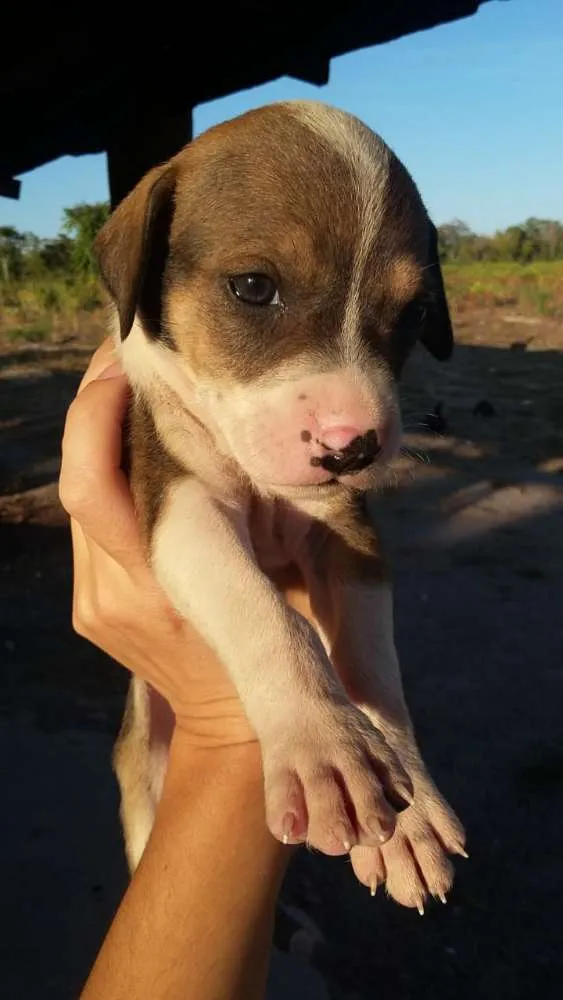 Cachorro ra a foxhound americano idade Abaixo de 2 meses nome Sem nome