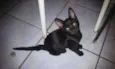 Paçoquinha