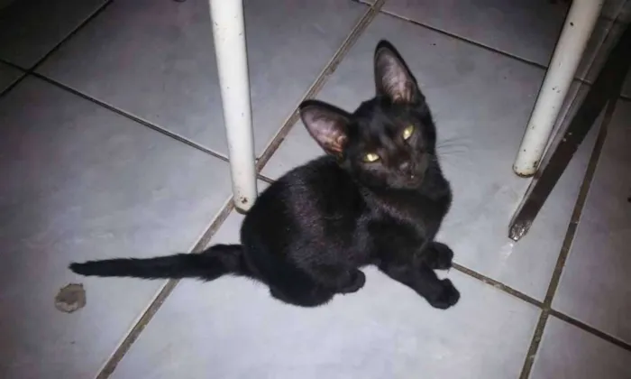 Gato raça SRD idade 7 a 11 meses nome Paçoquinha