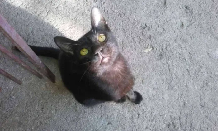 Gato raça SRD idade 7 a 11 meses nome Paçoquinha
