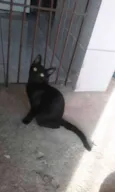 Paçoquinha