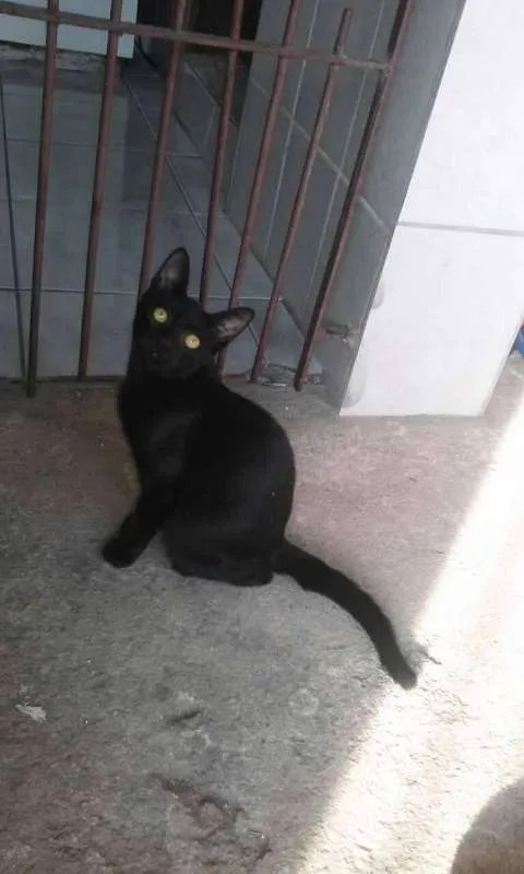 Gato raça SRD idade 7 a 11 meses nome Paçoquinha