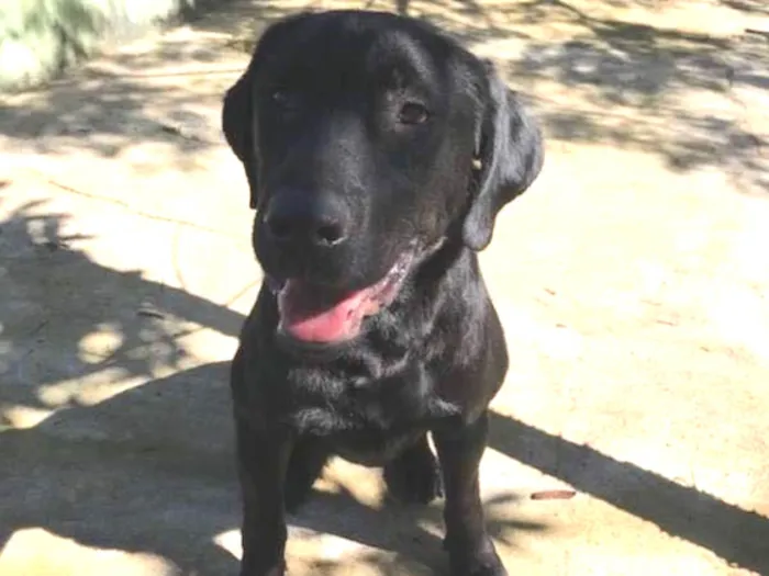 Cachorro raça Labrador idade 2 anos nome Sem nome