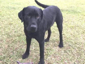 Cachorro raça Labrador idade 2 anos nome Sem nome
