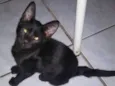 Paçoquinha