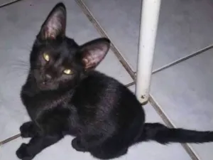 Gato raça SRD idade 7 a 11 meses nome Paçoquinha