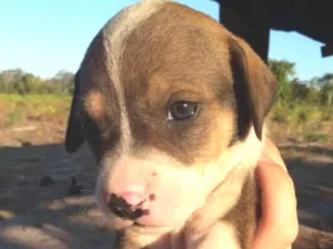 Cachorro raça foxhound americano idade Abaixo de 2 meses nome Sem nome