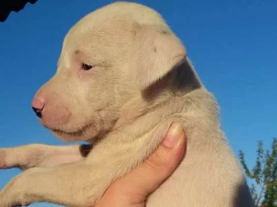 Cachorro ra a foxhound americano idade Abaixo de 2 meses nome Sem nome