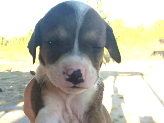 Cachorro ra a foxhound americano idade Abaixo de 2 meses nome Sem nome
