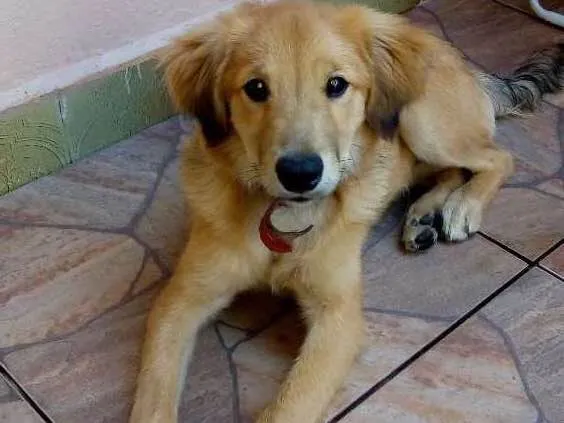 Cachorro ra a SRD idade 2 a 6 meses nome ?